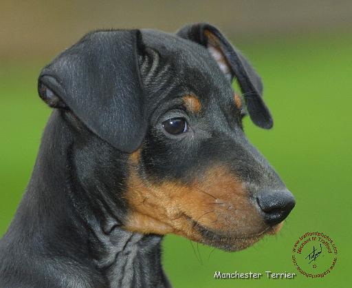 Manchester Terrier 9B085D-07.JPG